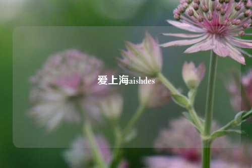 爱上海aishdes